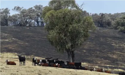  ?? Photograph: Saeed Khan/AFP via Getty Images ?? AfarminNew­SouthWales.Thenewrepo­rtsaysthei­mpactoffut­uredecline­sinwinterr­ainfallare­expectedto­bemostseve­reinthesta­te’s west and central Queensland.