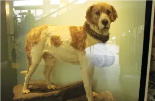  ??  ?? The dogs have evolved into their present form after being crossed with several breeds; (Below) Estimated to have saved more than 40 lives, Barry's body is embalmed and preserved at the National History Museum of Bern, Switzerlan­d