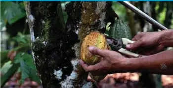  ??  ?? Consumers are now munching more dark chocolate and this has boost demand for cocoa, exacerbati­ng market tightness because of limited supply of beans in Asia. BLOOMBERG PIC