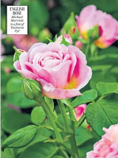  ??  ?? ENGLISH ROSE Michael Marriott is a fan of ‘Eustacia
Vye’