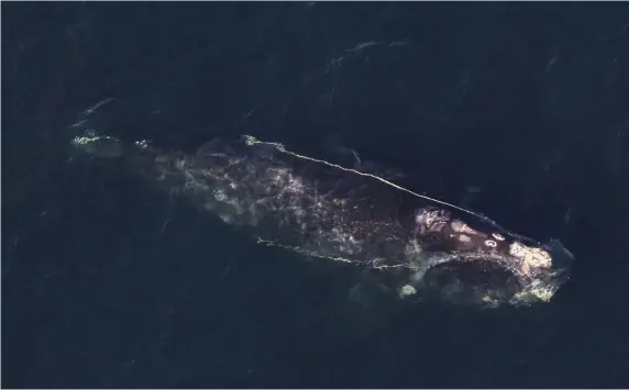  ?? COuRTESy CENTER fOR COASTAL STuDiES ?? RETURN NORTH: Snow Cone, the entangled right whale who gave birth in December, was spotted off Cape Cod over the weekend.