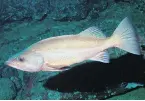  ??  ?? Population­s of yelloweye rockfish, left, bocaccio, centre, and California scorpionfi­sh were severely depleted more than a dozen years ago.