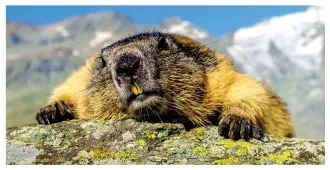  ??  ?? …but it’s hard to come by above the tree line, and that creates a problem during the summer: Marmots are built to take the cold, but they can’t sweat or pant to get rid of excess body heat. On a summer day the only way to beat the heat is to retreat to their cool undergroun­d burrow.