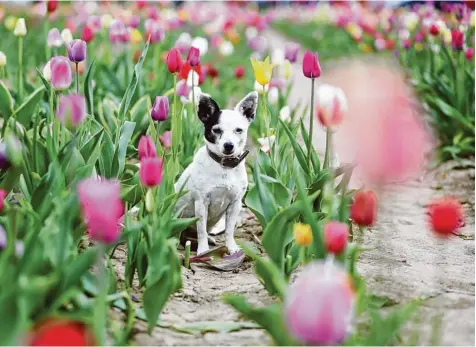  ?? Foto: Domenic Sohl ?? Ob pink, gelb, rot oder weiß: Flocke liebt Blumen. Fast genauso, wie sie es liebt, fotografie­rt zu werden. Für ihr Herrchen Domenic Sohl aus Göggingen (Kreis Augsburg) hat sich die Hündin mitten in ein Tulpenfeld gesetzt.