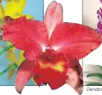  ??  ?? Cattleya Paprika Dendrobium Hybrid