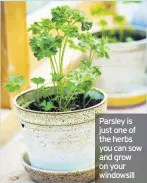  ??  ?? Parsley is just one of the herbs you can sow and grow on your windowsill