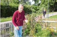  ?? Foto: Dominik Schwemmer ?? Peter Fuchsloche­r vom Gartenbauv­erein Aichach zeigt, wo die reifen Tomaten ge stohlen wurden.