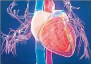  ??  ?? La miocardiop­atía es una causa importante de muerte cardíaca.