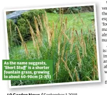  ??  ?? As the name suggests, ‘Short Stuff’ is a shorter fountain grass, growing to about 60-90cm (2-3ft)