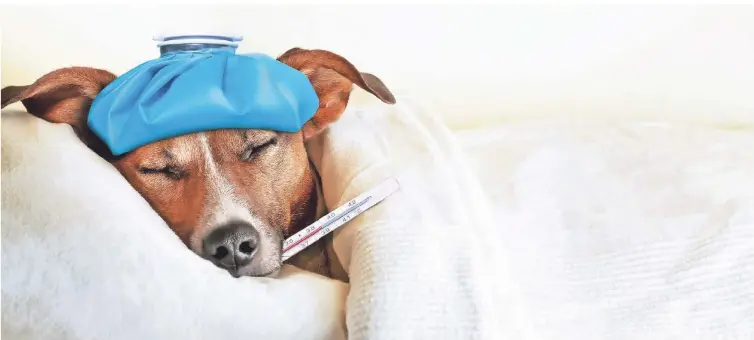  ?? FOTO: GETTY IMAGES/DAMEDEESO ?? Erkältungs­krankheite­n treffen Haustiere in der kälteren Jahreszeit ebenso wie uns Menschen.