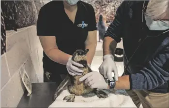  ?? AP ODYSEA AQUARIUM VIA ?? In this photo provided by OdySea Aquarium, veterinari­ans examine penguin “42,” one of the African penguin chicks recently born to parents Mojo and Lemieux at the OdySea Aquarium in Scottsdale, Ariz., on Feb. 1.