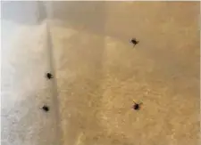  ??  ?? A screengrab from Donal Dux’s video that he posted to social media last week; the video shows four sizeable ticks which Donal said that he pulled off his dogs after a short walk in Killarney National Park.
