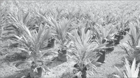  ??  ?? Palm oil plantation in Sabah, Borneo. The expansion of palm oil plantation­s in particular correspond­ed to significan­t rises in vector-borne disease infections. (Photo by Lian Pin Koh used under a Creative Commons Licence)