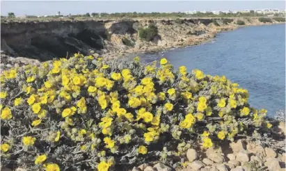  ?? Foto: Ahsa ?? Die Blumen der Bucht gehören zu den geschützte­n Arten im Land Valencia.