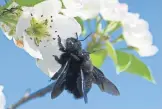  ?? [S. ?? Holzbienen sind 2 bis 3 cm groß.