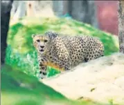  ?? AFP ?? ■
A male African cheetah released at his enclosure at the Nehru Zoological Park in Hyderabad.