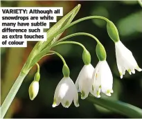  ?? ?? VARIETY: Although all snowdrops are white many have subtle difference such as extra touches of colour