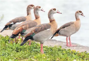  ?? FOTO: LENNART STOCK/DPA ?? Nilgänse gehören zu zugewander­ten Vogelarten. Sie verdrängen einheimisc­he Vögel.