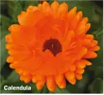  ?? ?? Calendula