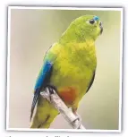  ?? Picture: TREVOR PESCOTT ?? The orange-bellied parrot.