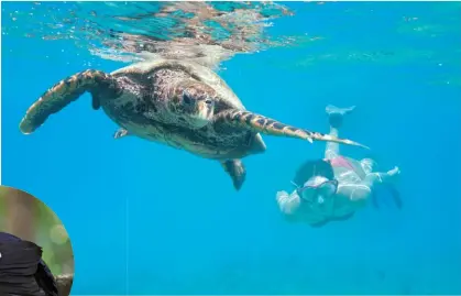  ??  ?? RIGHT: Diving with a hawksbill turtle BELOW: A Seychelles magpie robin