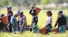  ?? Lynne Sladky Associated Press ?? WORKERS harvest beans in Homestead, Fla. Florida hasn’t specified farmworker­s in its vaccine priority groups and requires proof of residency to get a shot.