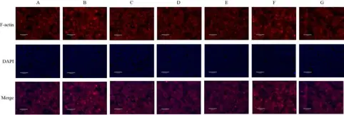  ?? ?? 注：A.对照组；B.模型组；C.麻黄细辛附子汤低剂量­组；D.麻黄细辛附子汤中剂量­组；E.麻黄细辛附子汤高剂量­组；F.麻黄组；G.抑制剂组
图3 各组HNEpC F-actin阳性表达（免疫荧光染色，标尺=130 μm）