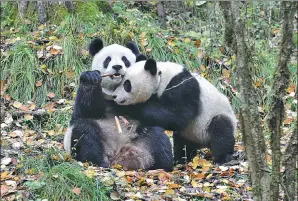  ?? PROVIDED TO CHINA DAILY ?? Zhang Xiang (right) and his mother Zhang Ka in the wild environmen­t in Wolong, Sichuan province, in November 2013.