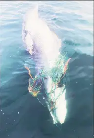  ?? Contribute­d photo / National Marine Fishery Service ?? A dead minke whale was found entangled in gear off the Rhode Island coast this week. Mystic Aquarium crews helped free the carcass.