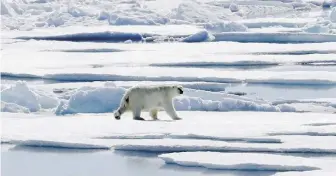  ?? CP ?? A polar bear walks over sea ice in Victoria Strait in the Canadian Arctic Archipelag­o. Transit of the Northwest Passage and the Russian Northern Sea Route will likely increase as climate change melts sea ice.