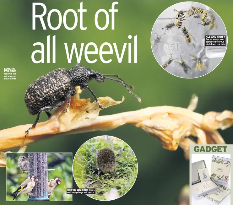  ??  ?? LOOKING FOR GRUB Weevils will eat away at your plants WEEVIL WIZARDS Birds and hedgehogs eat pests ALE AND PARTY Social wasps are attracted to your pint down the pub