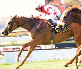  ??  ?? TALENTED: Insignis has run four times for two wins and looks a decent floating banker for a Quartet in Race 7 at Turffontei­n on Sunday.