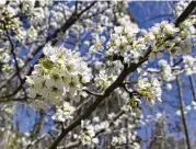 ?? AP ?? A stinky but popular landscape tree, the Callery pear has become an aggressive invader, overwhelmi­ng native plants and bearing spikes that can flatten tractor tires.