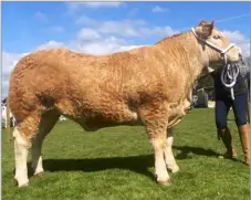  ?? ?? Overall champion was the Charolais cross heifer from Allan and Susan Campbell