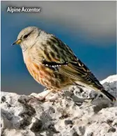  ??  ?? Alpine Accentor