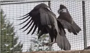  ?? CONTRIBUTE­D BY THE YUROK TRIBE ?? A condor named Hlow Hoolet (A1) was released in mid-2022 by the Northern California Condor Restoratio­n Program.