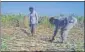  ?? HT PHOTO ?? The policy aims to incentivis­e sugarcane farmers