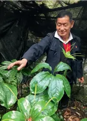  ?? Paris polyphylla ?? Gao Derong muestra el cultiva. que él mismo