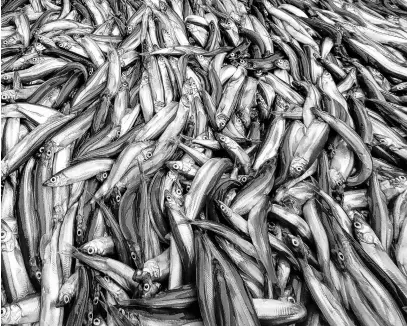  ?? SALTWIRE FILE ?? According to the environmen­tal organizati­on Oceana Canada, a temporary halt to the capelin fishery is needed to rebuild the stock.