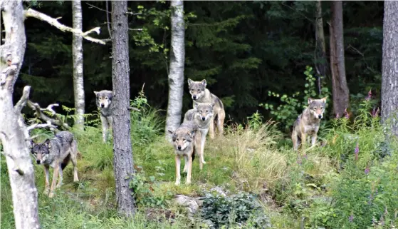  ?? FOTO: FRODE FJELLSTAD ?? Vargstamme­n i Finland har ökat sedan förra året, då det fanns ungefär 180 individer. I juni ger Naturresur­sinstitute­t sin uppskattni­ng om stammens nuvarande storlek.