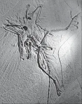  ?? [UWE LEIN/THE ASSOCIATED PRESS] ?? One of the most famous prehistori­c animals is Archaeopte­ryx, a feathered dinosaur. Discovered in 1861, another 11 skeletons of Archaeopte­ryx have been found since then, all in the Eichstatt area of Germany.