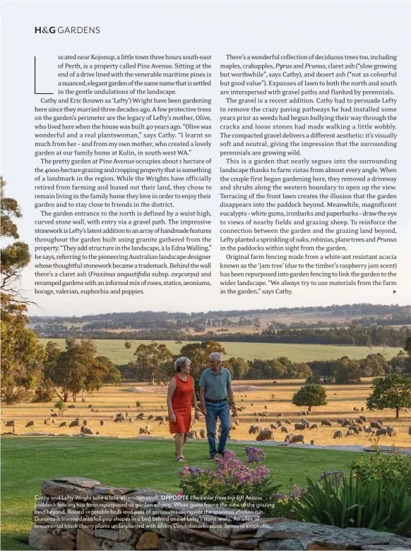  ??  ?? Cathy and Lefty Wright take a late-afternoon stroll. OPPOSITE Clockwise from top left Acacia paddock fencing has been repurposed as garden edging. White gums frame the view to the grazing land beyond. Raised vegetable beds and pots of geraniums alongside the spacious chicken run. Duranta is trimmed into lollipop shapes in a bed behind one of Lefty’s stone walls. An allée of ornamental black cherry plums underplant­ed with silvery Cotyledon orbiculata. Spires of kniphofia.