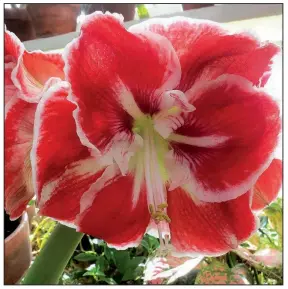  ??  ?? Big blooms and easy care make amaryllis a popular choice for seasonal color.