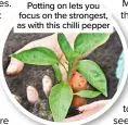  ?? ?? Potting on lets you focus on the strongest, as with this chilli pepper