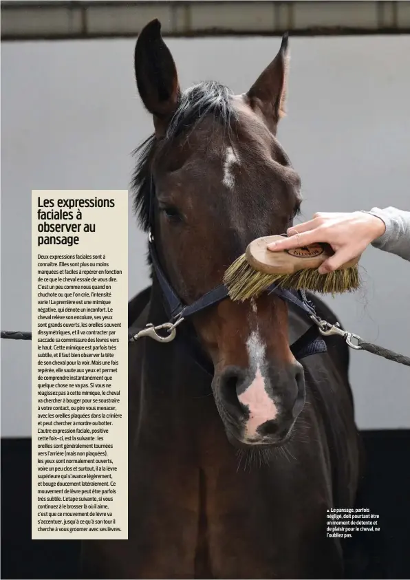  ??  ?? Le pansage, parfois négligé, doit pourtant être un moment de détente et de plaisir pour le cheval, ne l'oubliez pas.