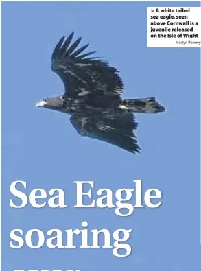  ?? Martyn Rooney ?? A white tailed sea eagle, seen above Cornwall is a juvenile released on the Isle of Wight