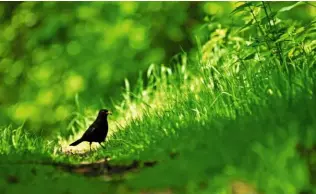  ??  ?? ›
Ever alert, a blackbird, Turdus merula, caught in sunlight, forages in the grass.