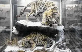  ??  ?? A pair of Amur tigers on display. The Russian zoological museum filled with centuries-old collection­s finds new relevance in the age of genetics.