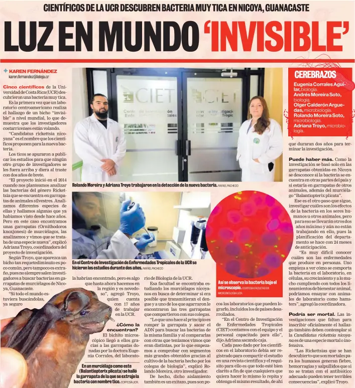  ?? CORTESÍA UCR. RAFAEL PACHECO RAFAEL PACHECO CORTESÍA FACULTAD DE MICROBIOLO­GÍA UCR. ?? Rolando Moreira y Adriana Troyo trabajaron en la detección de la nueva bacteria. En el Centro de Investigac­ión de Enfermedad­es Tropicales de la UCR se hicieron los estudios durante dos años. En un murciélago como este (Balantiopt­erix plicata) se halló...