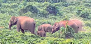  ?? ?? A herd of elephants at Athirappil­ly in Kerala’s Thrissur district.